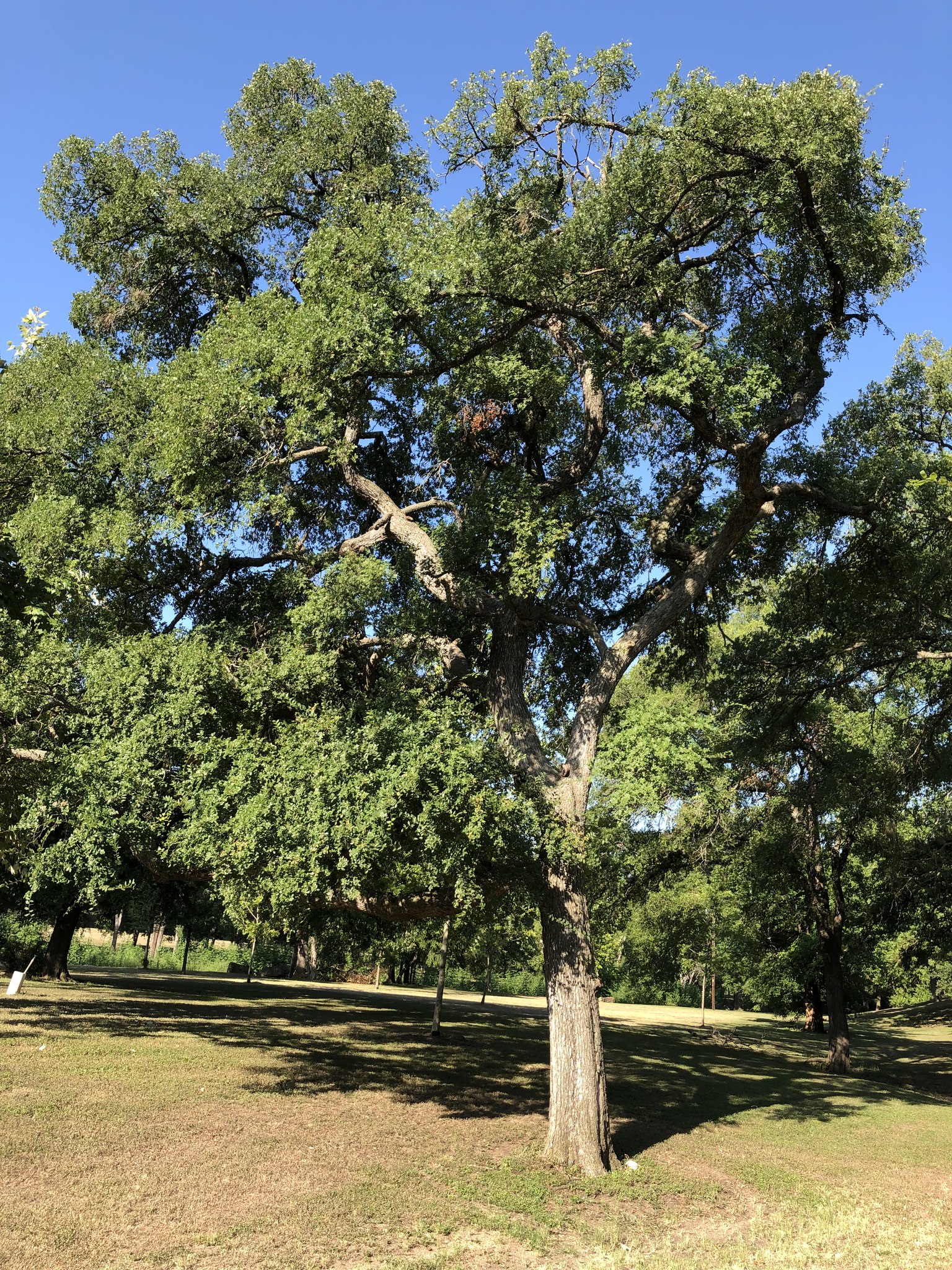 Ulmus crassifolia
